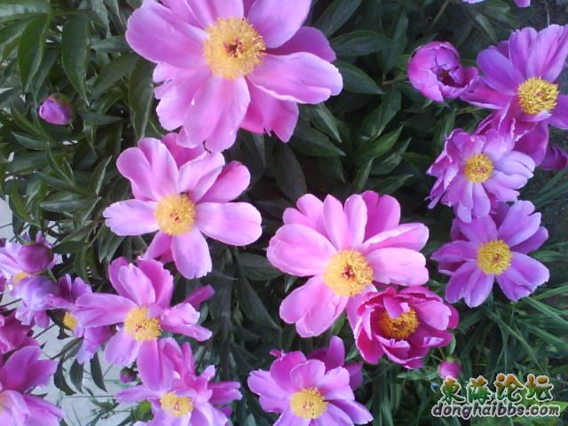 DSC00225.JPG