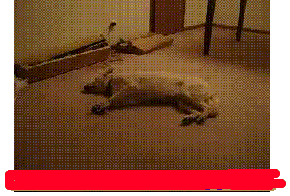 f0814fe136d12f2e0f37bcdf4fc2d562843568d6.gif