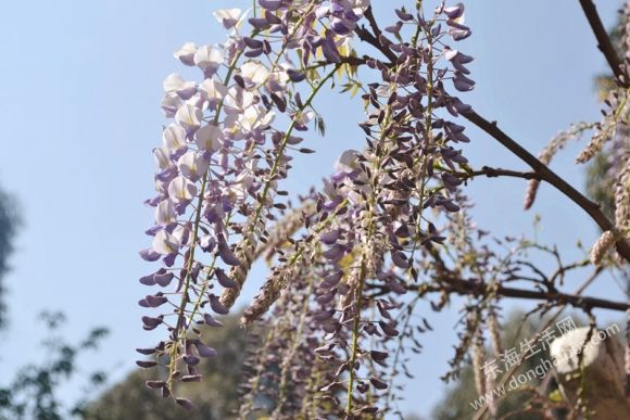 DSC_0382__.jpg