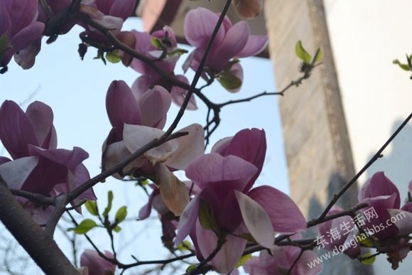 DSC_0801_.jpg