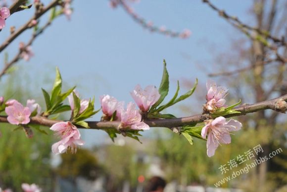 DSC_0440_.jpg