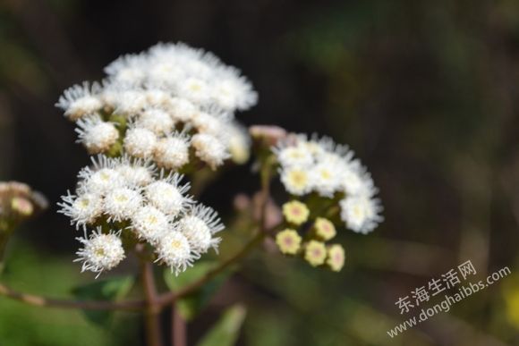 DSC_0501_.jpg
