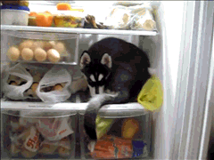 11111111111.GIF