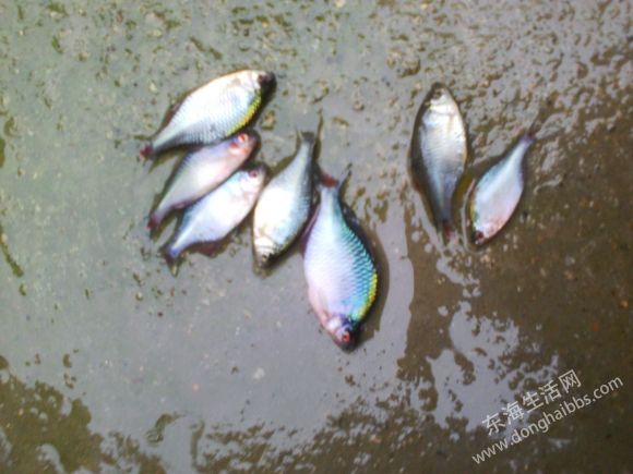 ���ϴ����ɫ��֪����ʲô