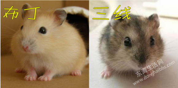 psb.png