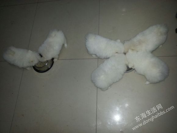 Ƭ 015.jpg