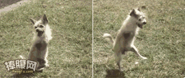 403413.gif