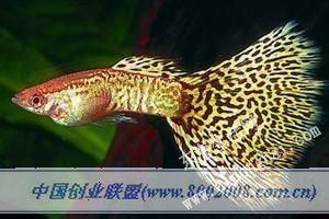 u=1722927129,2479926411&fm=21&gp=0.jpg