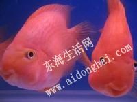 u=1957006734,3281378286&fm=21&gp=0.jpg