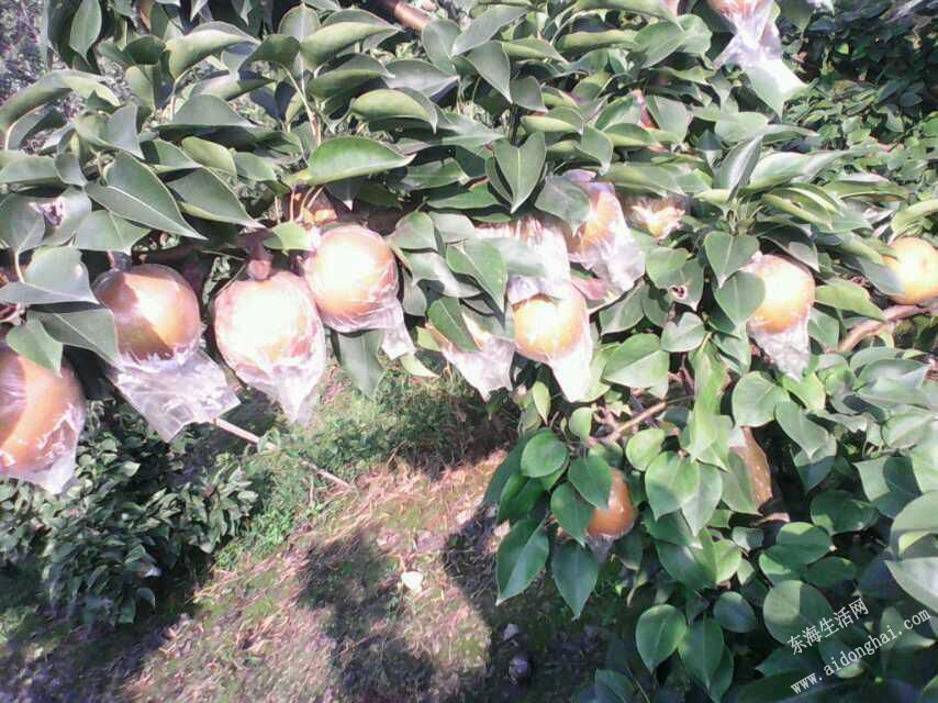 gh.jpg