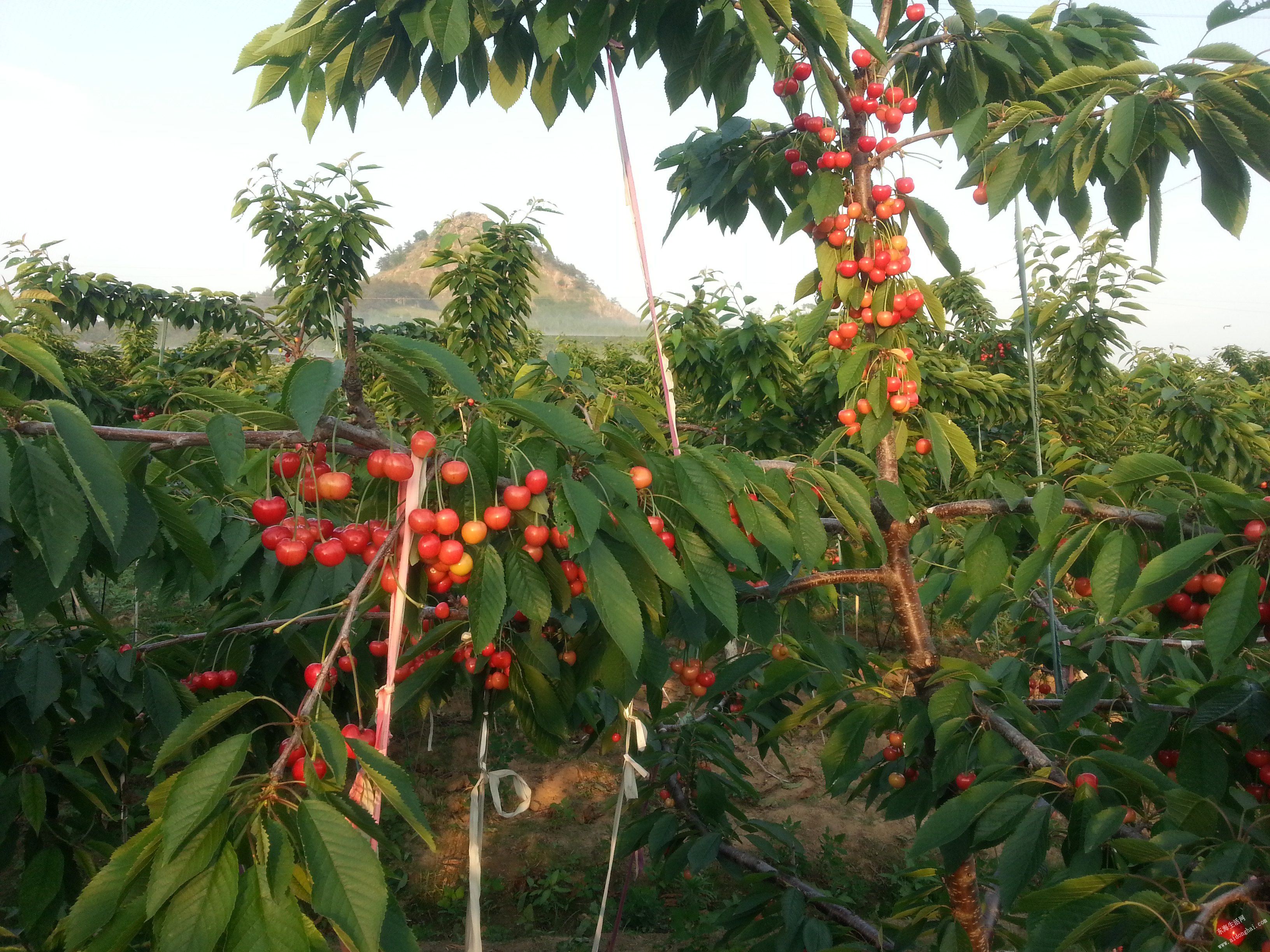 20150520_182717.jpg