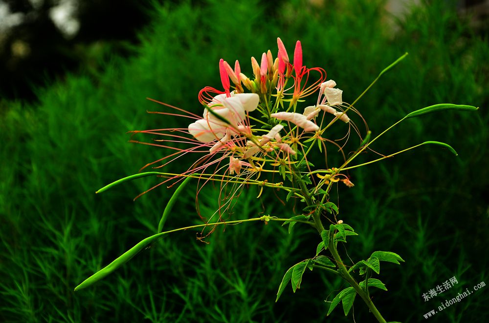 DSC_7656.JPG