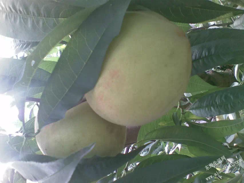 psb (2).jpg
