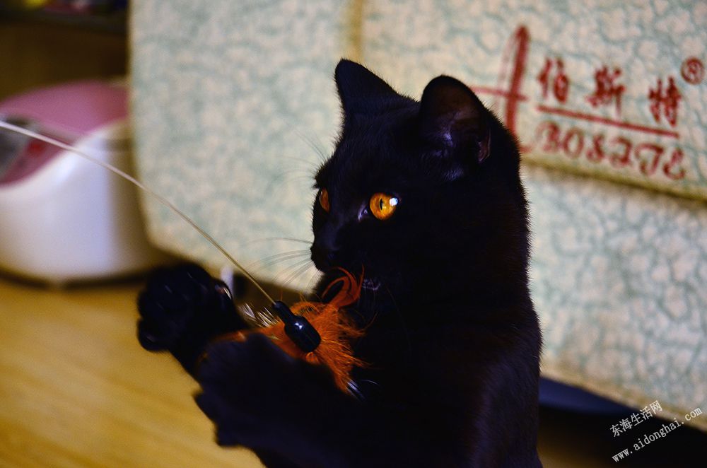 DSC_2346.JPG