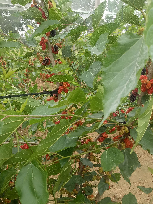 IMG20180517110431.jpg