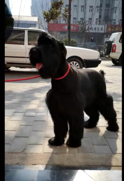 QQͼƬ20190215074900.png