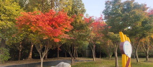 IMG_20201107_160555.jpg
