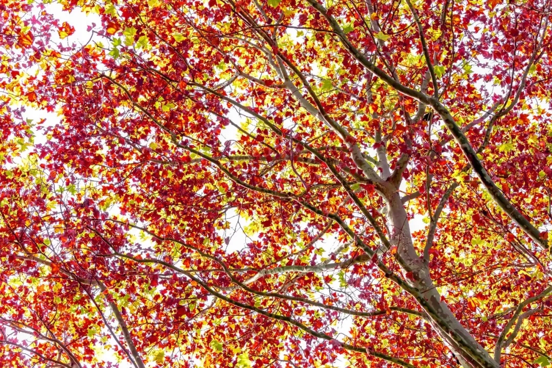 20201114_170428_008.jpg
