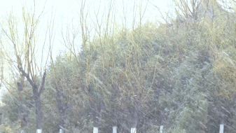 640 (2).gif