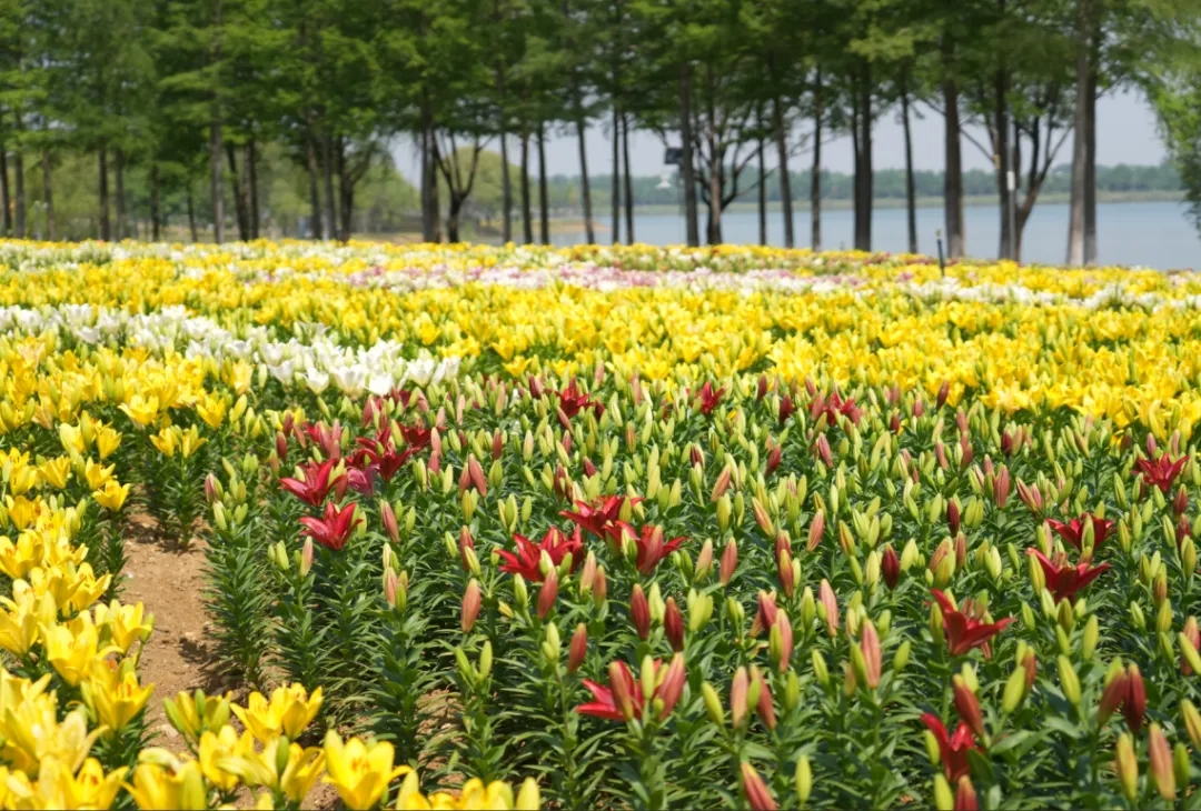 ������ע�⣡����56�죬���������